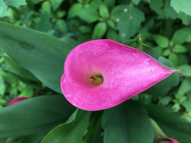 Purple Calla Lilly Bulbs